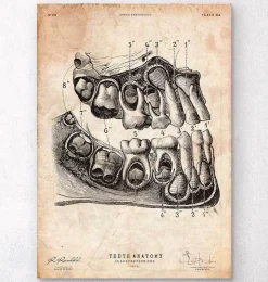 Impression d'art anatomie dentaire-Codex Anatomicus Sale