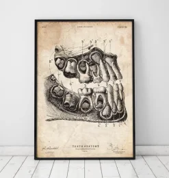 Impression d'art anatomie dentaire-Codex Anatomicus Sale