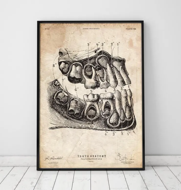 Impression d'art anatomie dentaire-Codex Anatomicus Sale