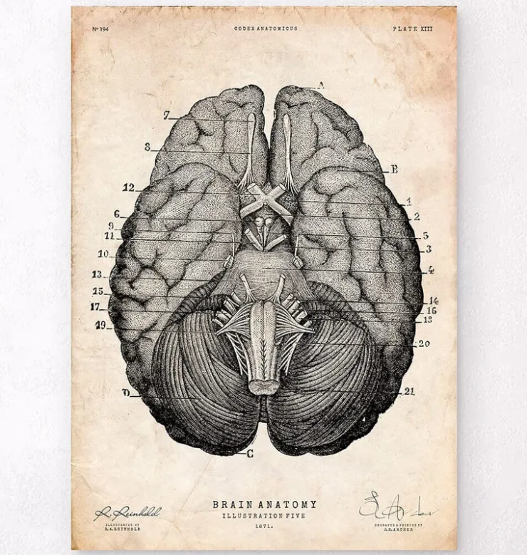 Impression d'art anatomie cérébrale VII-Codex Anatomicus Hot