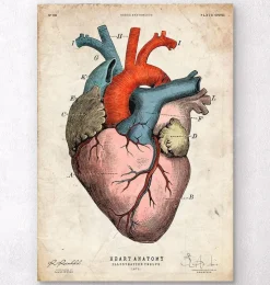 Impression d'art coeur anatomique - Coloré-Codex Anatomicus Outlet