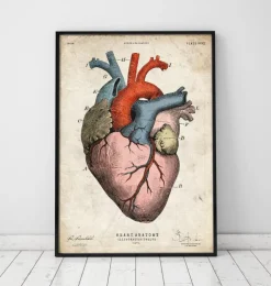 Impression d'art coeur anatomique - Coloré-Codex Anatomicus Outlet