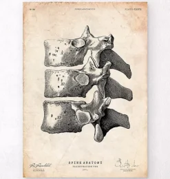 Impression d'art de la colonne vertébrale-Codex Anatomicus