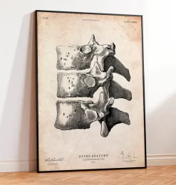 Impression d'art de la colonne vertébrale-Codex Anatomicus