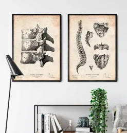 Impression d'art de la colonne vertébrale-Codex Anatomicus
