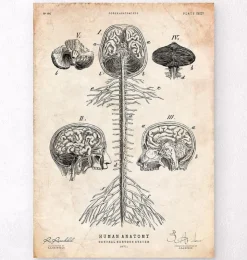 Impression d'art du système nerveux central-Codex Anatomicus Best