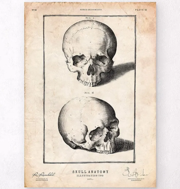 Impression de crâne humain VIII-Codex Anatomicus Online