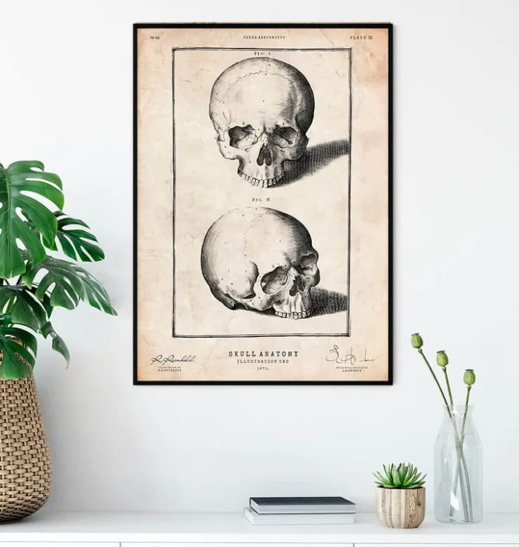 Impression de crâne humain VIII-Codex Anatomicus Online