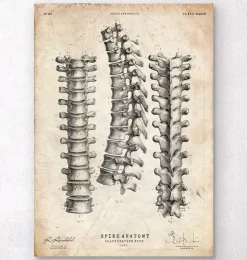 Imprimé anatomie de la colonne vertébrale-Codex Anatomicus New