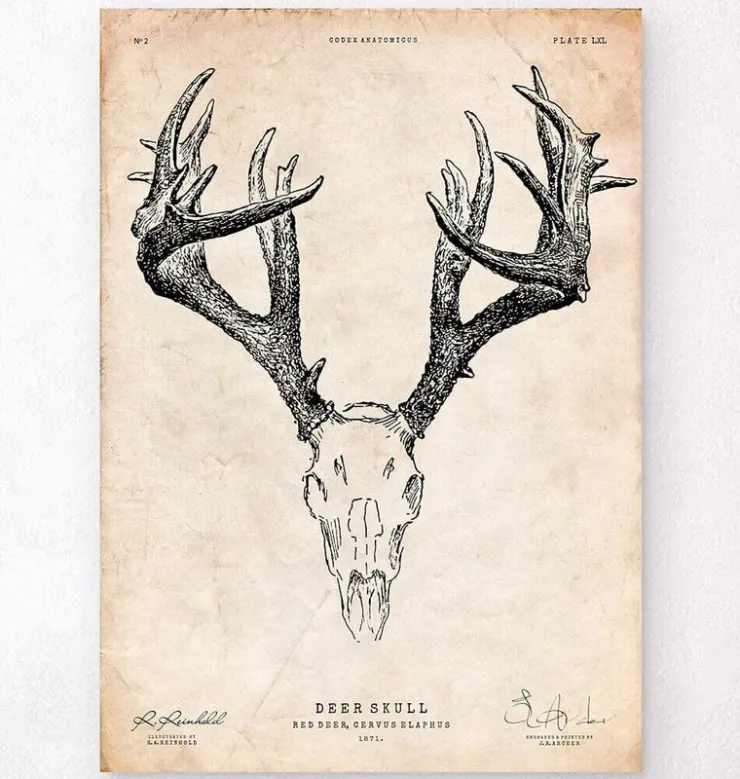 Imprimé crâne de cerf-Codex Anatomicus Outlet