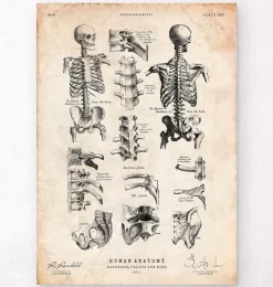 Imprimé squelette humain IV-Codex Anatomicus Outlet