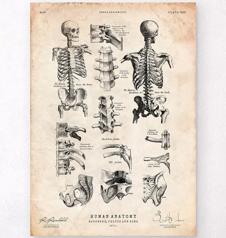 Imprimé squelette humain IV-Codex Anatomicus Outlet