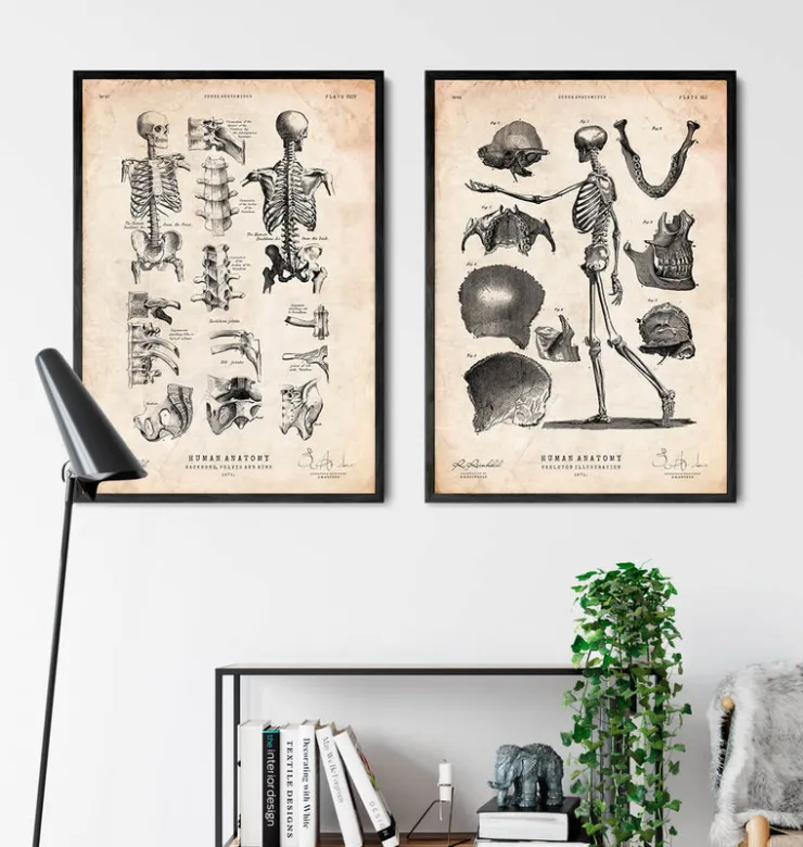 Imprimé squelette humain IV-Codex Anatomicus Outlet