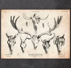 Imprimé tête de mort cerf et orignal-Codex Anatomicus Best