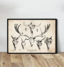 Imprimé tête de mort cerf et orignal-Codex Anatomicus Best