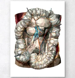 Intestins géométriques-Codex Anatomicus Hot