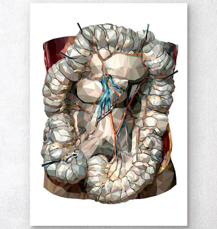 Intestins géométriques-Codex Anatomicus Hot