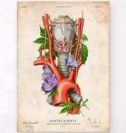 Larynx, thyroïde et aorte - Vieux papiers-Codex Anatomicus Online