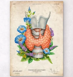 Larynx, thyroïde et aorte - Aquarelle - Blanc-Codex Anatomicus Sale