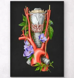 Larynx, thyroïde et aorte - Aquarelle - Noir-Codex Anatomicus Outlet