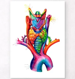 Larynx, thyroïde et aorte - aquarelle-Codex Anatomicus Outlet