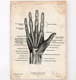 Main humaine II-Codex Anatomicus Outlet