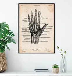 Main humaine II-Codex Anatomicus Outlet