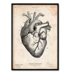 Mix d'anatomie cardiaque - Lot de 5-Codex Anatomicus Sale