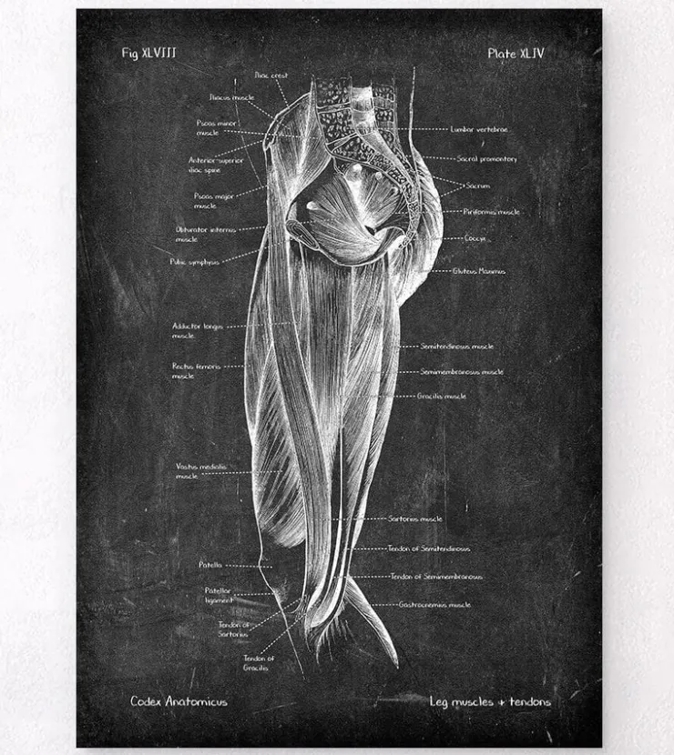 Muscles des jambes - Chalkboard-Codex Anatomicus Best