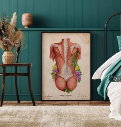 Muscles du dos féminin - Floral - Vintage-Codex Anatomicus Sale