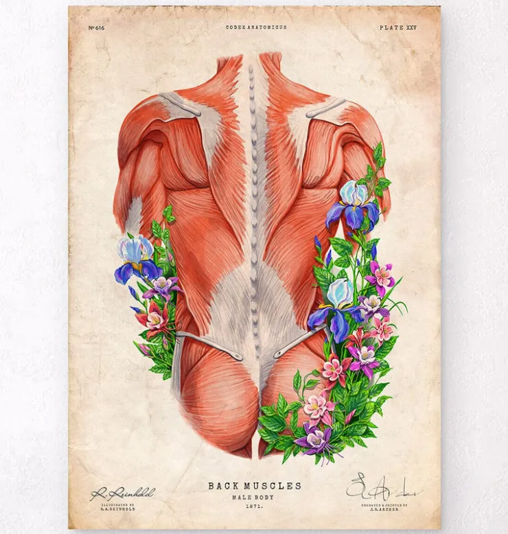 Muscles du dos masculins - Floral - Vintage-Codex Anatomicus Hot