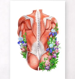 Muscles du dos masculins - Floral - Blanc-Codex Anatomicus Sale