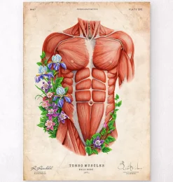 Muscles du torse masculin - Vieux papier-Codex Anatomicus Sale