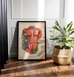 Muscles du torse masculin - Vieux papier-Codex Anatomicus Sale