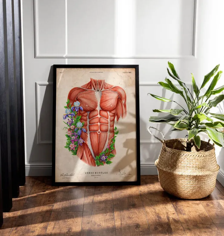 Muscles du torse masculin - Vieux papier-Codex Anatomicus Sale
