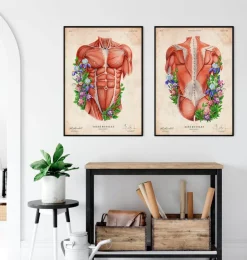 Muscles du torse masculin - Vieux papier-Codex Anatomicus Sale