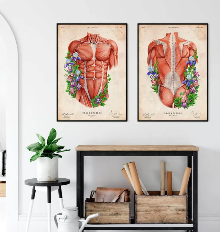 Muscles du torse masculin - Vieux papier-Codex Anatomicus Sale