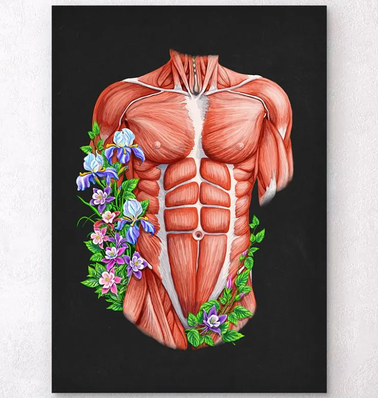 Muscles du torse masculin - Noir-Codex Anatomicus Best