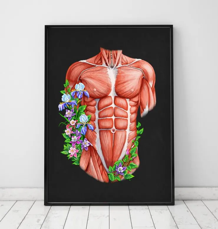 Muscles du torse masculin - Noir-Codex Anatomicus Best