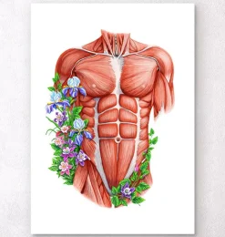 Muscles du torse masculin - Blanc-Codex Anatomicus Outlet