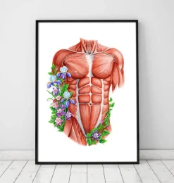 Muscles du torse masculin - Blanc-Codex Anatomicus Outlet