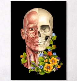 Muscles du visage - Floral - Noir-Codex Anatomicus Online
