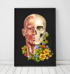 Muscles du visage - Floral - Noir-Codex Anatomicus Online