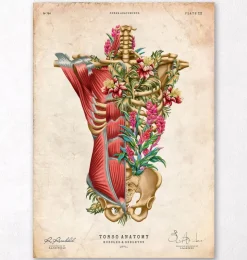 Muscles et os du torse - Floral - Vintage-Codex Anatomicus Clearance