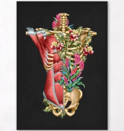 Muscles et os du torse - Floral - Noir-Codex Anatomicus Sale