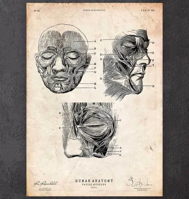 Muscles faciaux III-Codex Anatomicus Hot