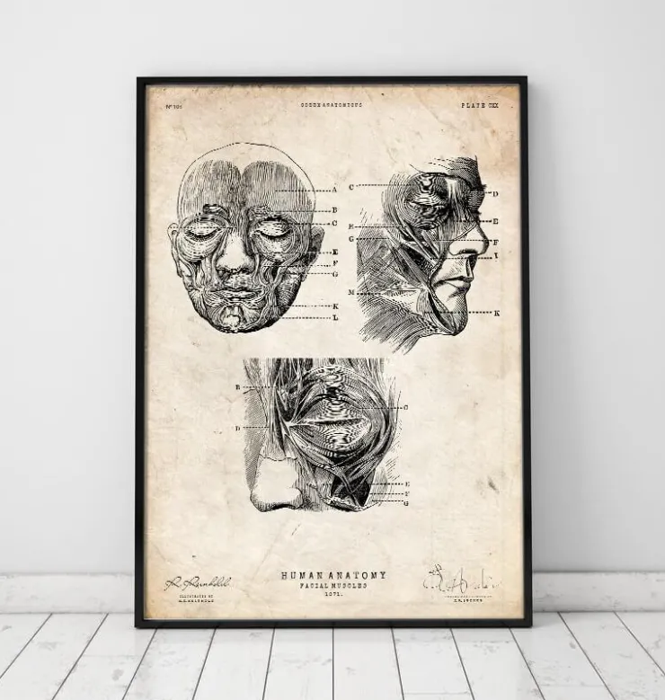 Muscles faciaux III-Codex Anatomicus Hot