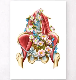 Muscles iliaque et psoas - Floral - Blanc-Codex Anatomicus Online