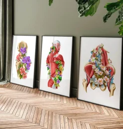 Muscles iliaque et psoas - Floral - Blanc-Codex Anatomicus Online