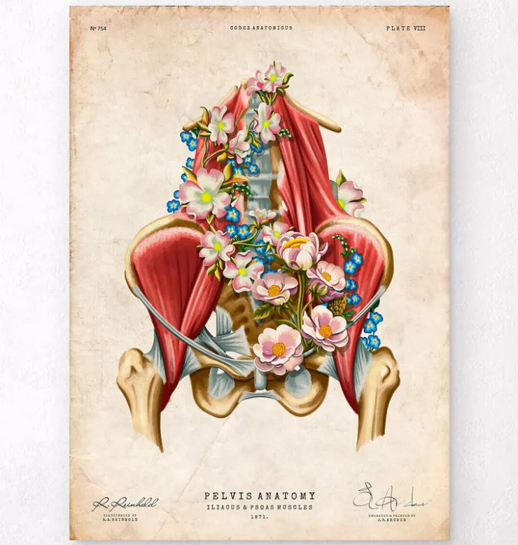 Muscles iliaque et psoas - Floral - Vintage-Codex Anatomicus Outlet